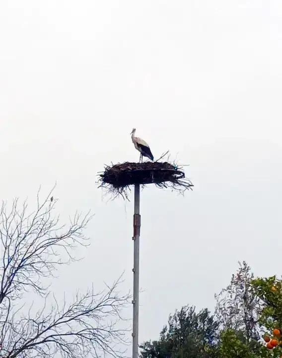 Serik Dikmen’de Leylek Yuvası Krizi Tatlıya Bağlandı 6